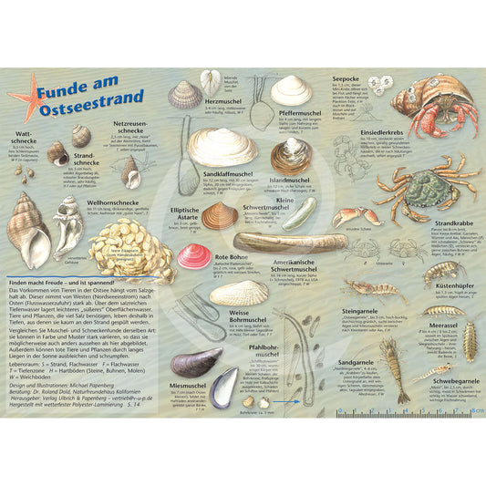 Bestimmungshilfe "Funde am Ostseestrand"