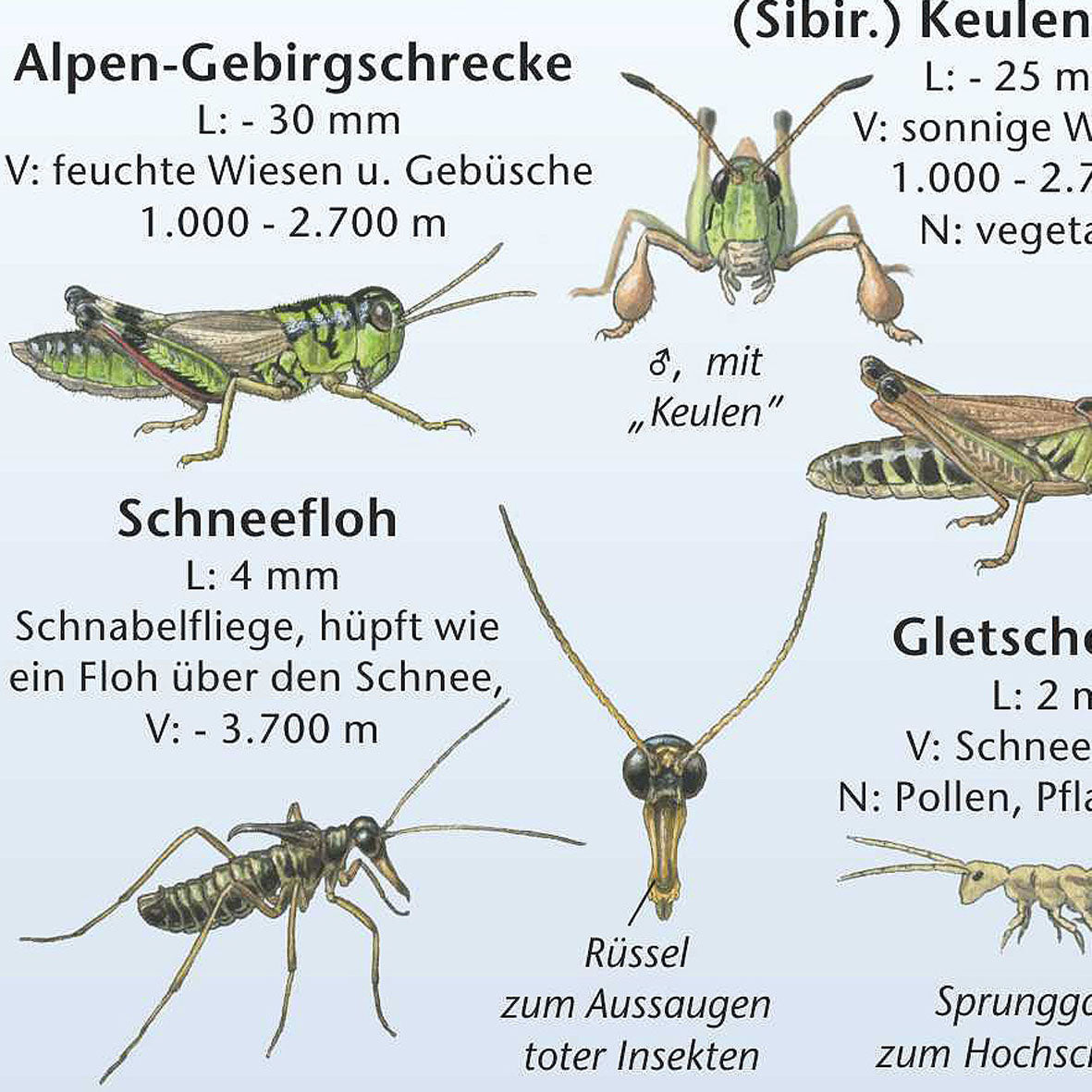 Bestimmungshilfe "Tiere der Alpen"
