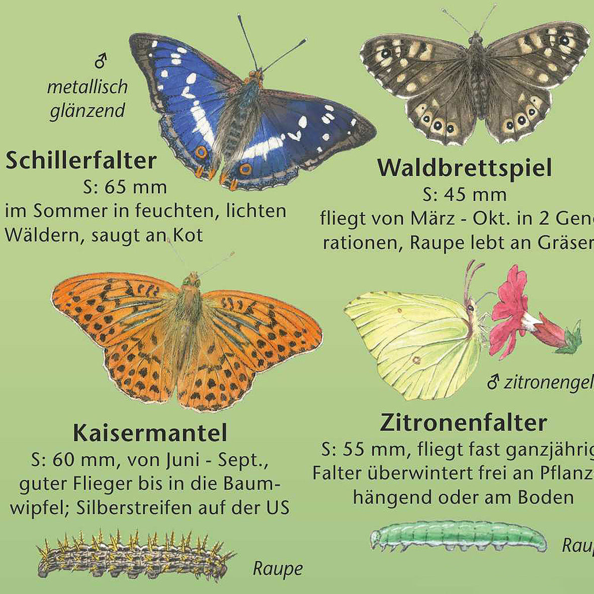Bestimmungshilfe "Tiere des Waldes"