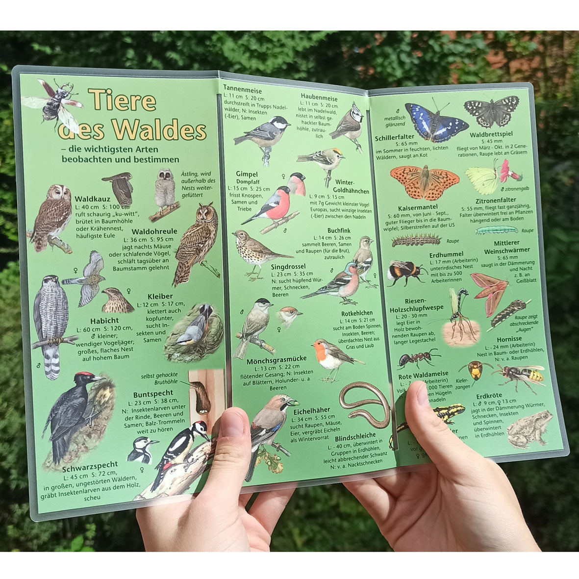 Bestimmungshilfe "Tiere des Waldes"