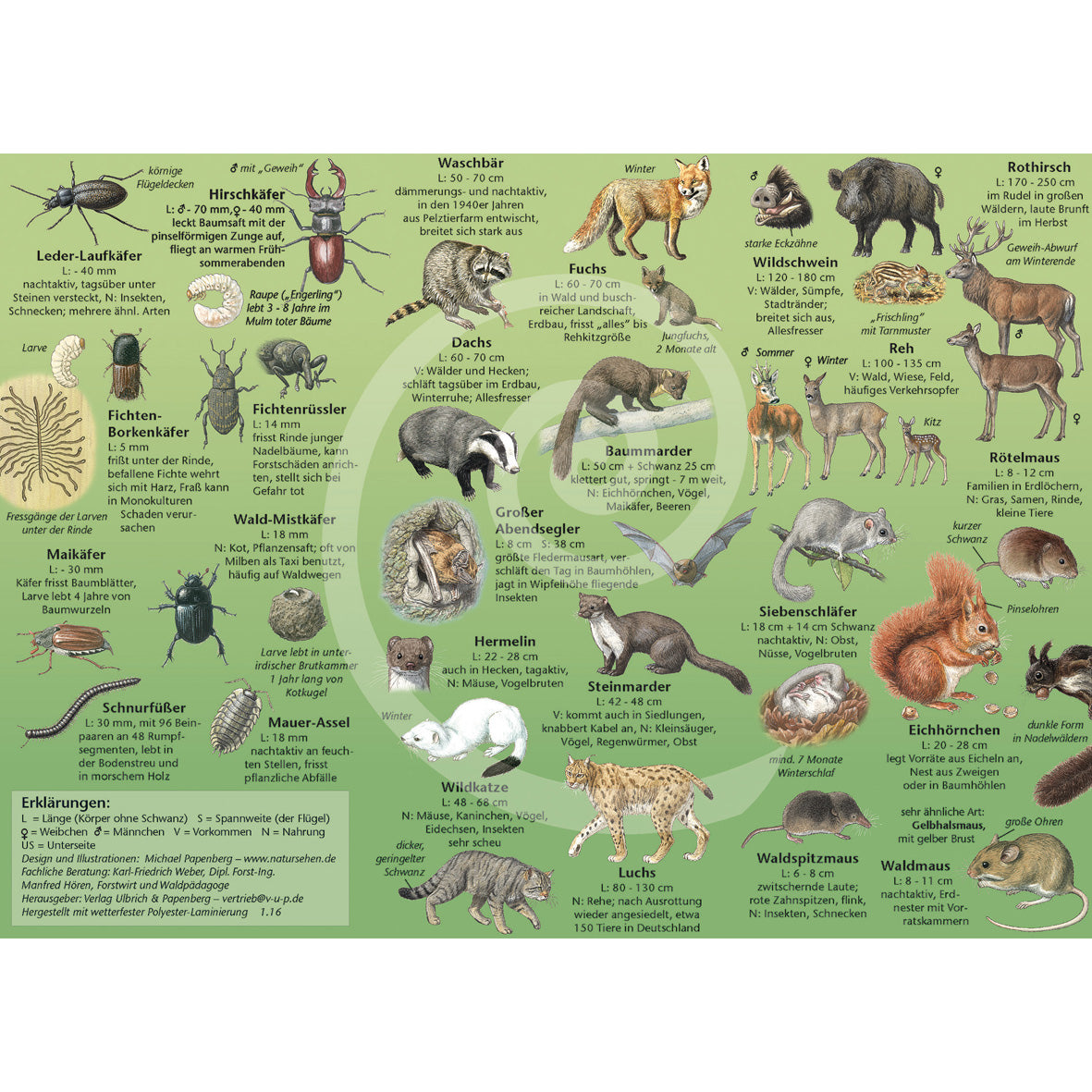 Bestimmungshilfe "Tiere des Waldes"