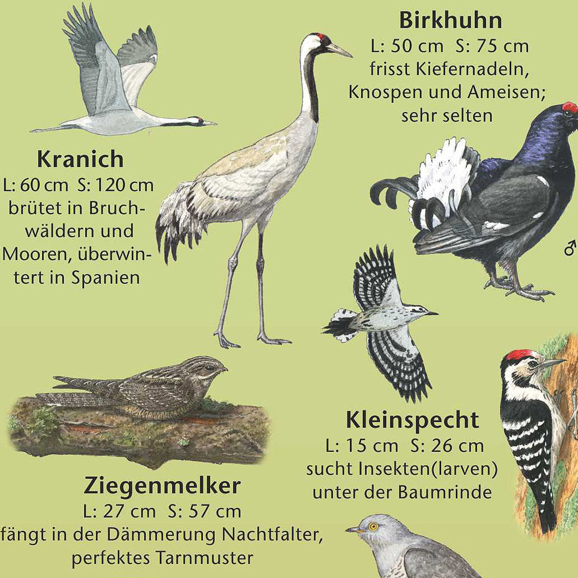 Bestimmungshilfe "Tiere im Moor"