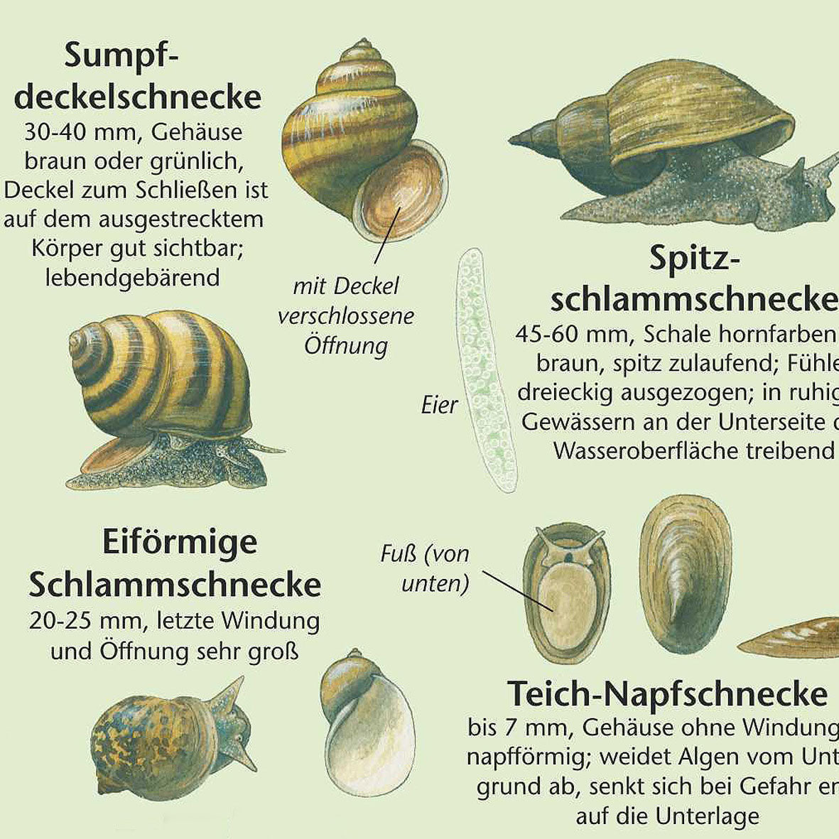 Bestimmungshilfe "Tiere im Teich"