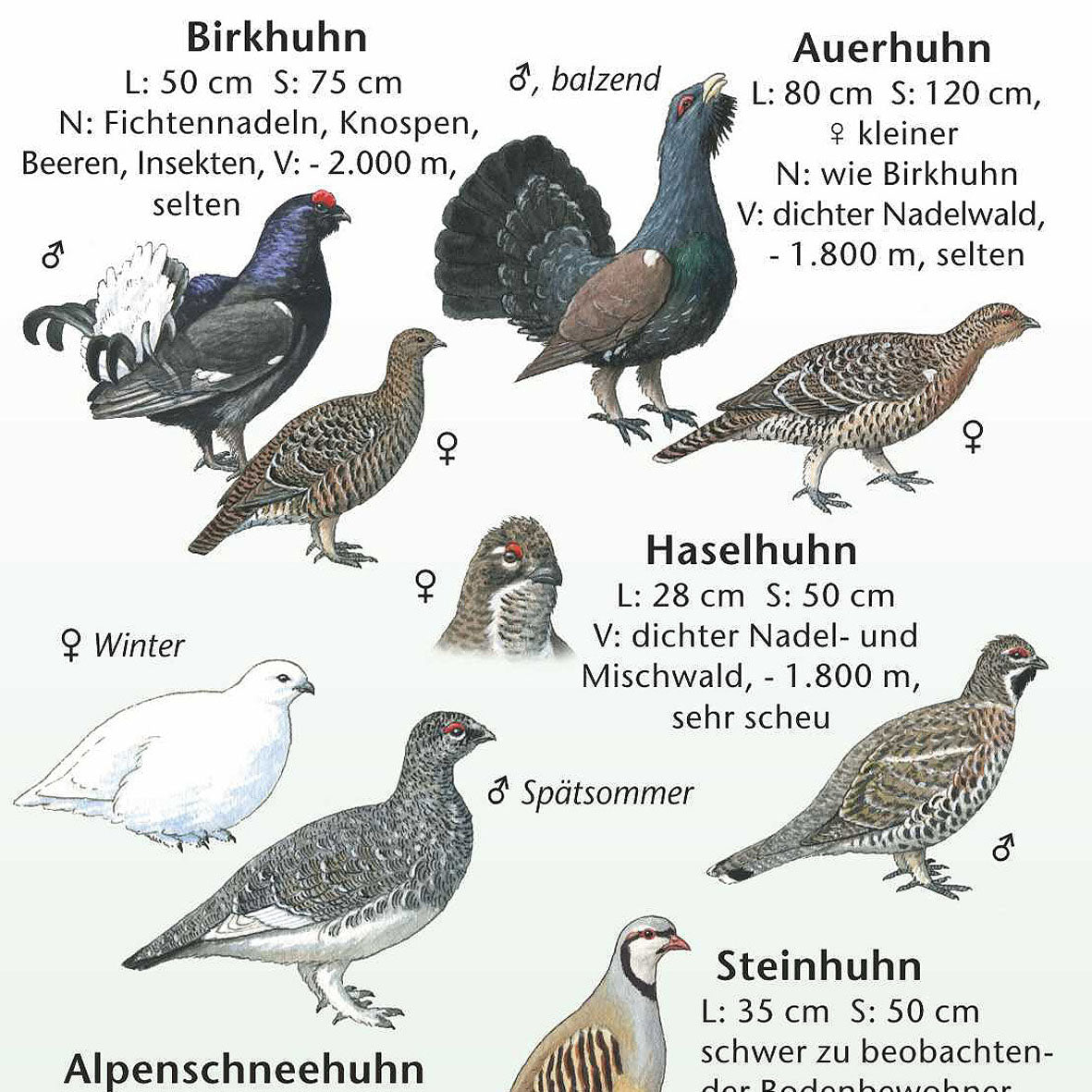 Bestimmungshilfe "Vögel der Alpen"
