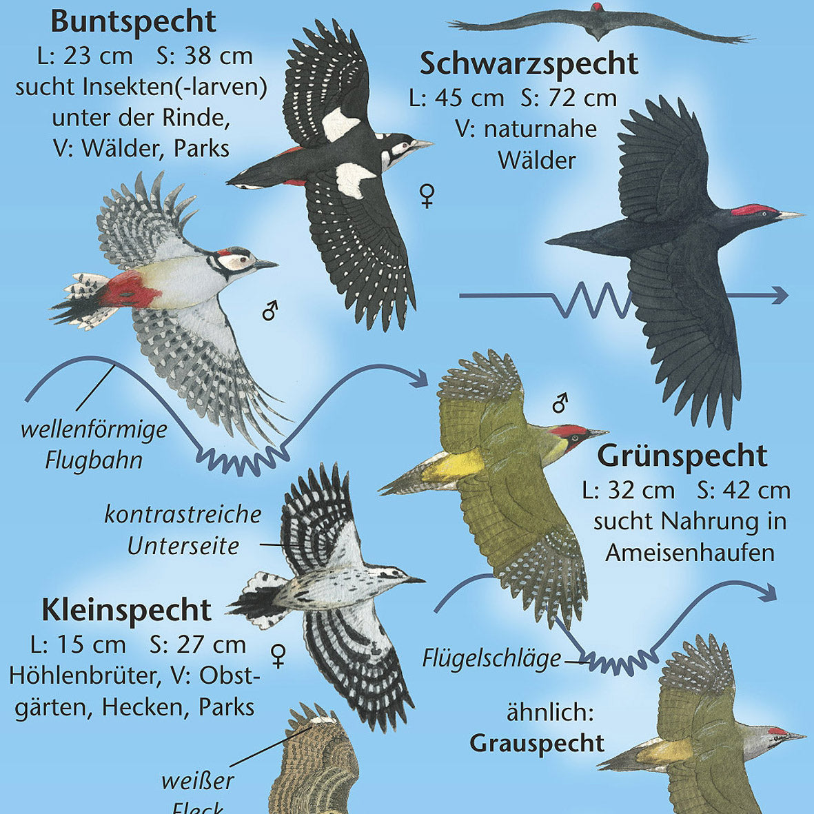 Bestimmungshilfe "Vögel im Flug"