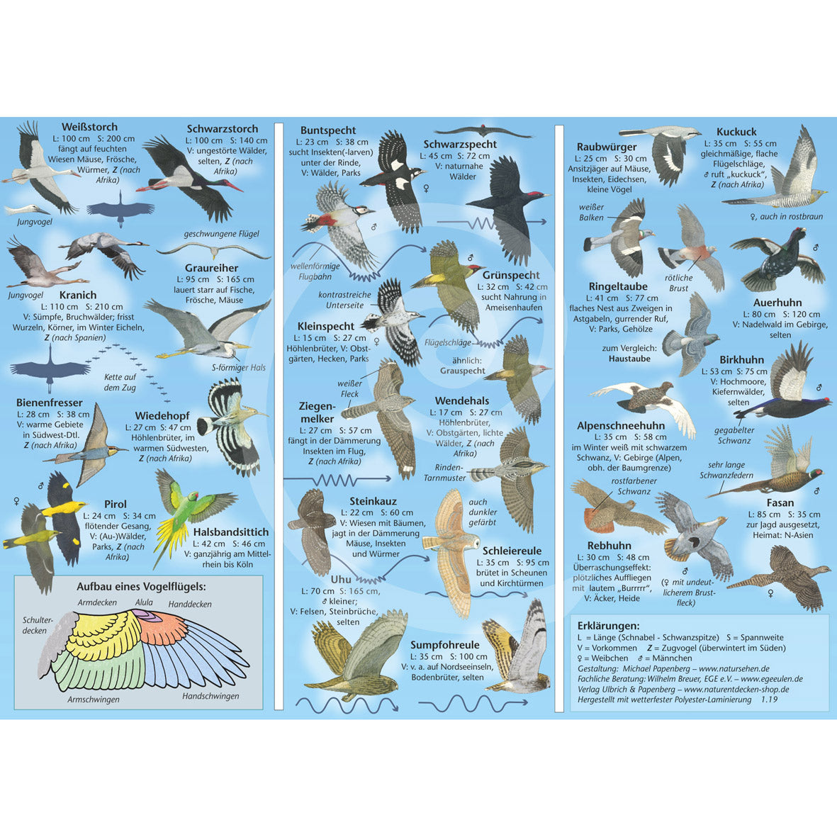 Bestimmungshilfe "Vögel im Flug"