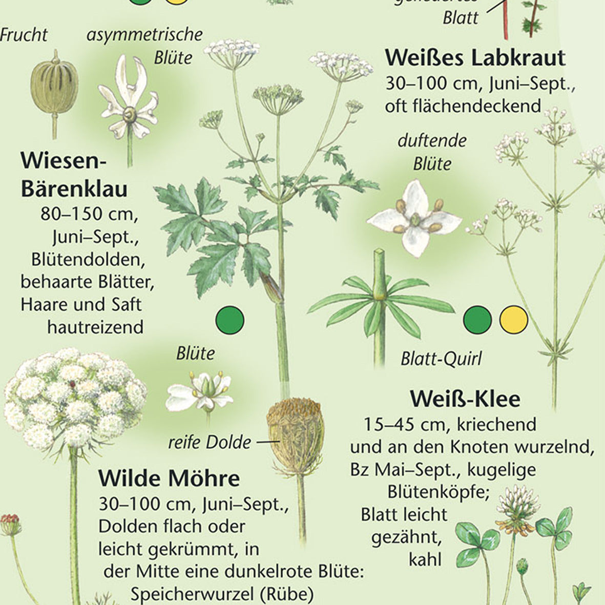 Bestimmungshilfe "Wiesenblumen"