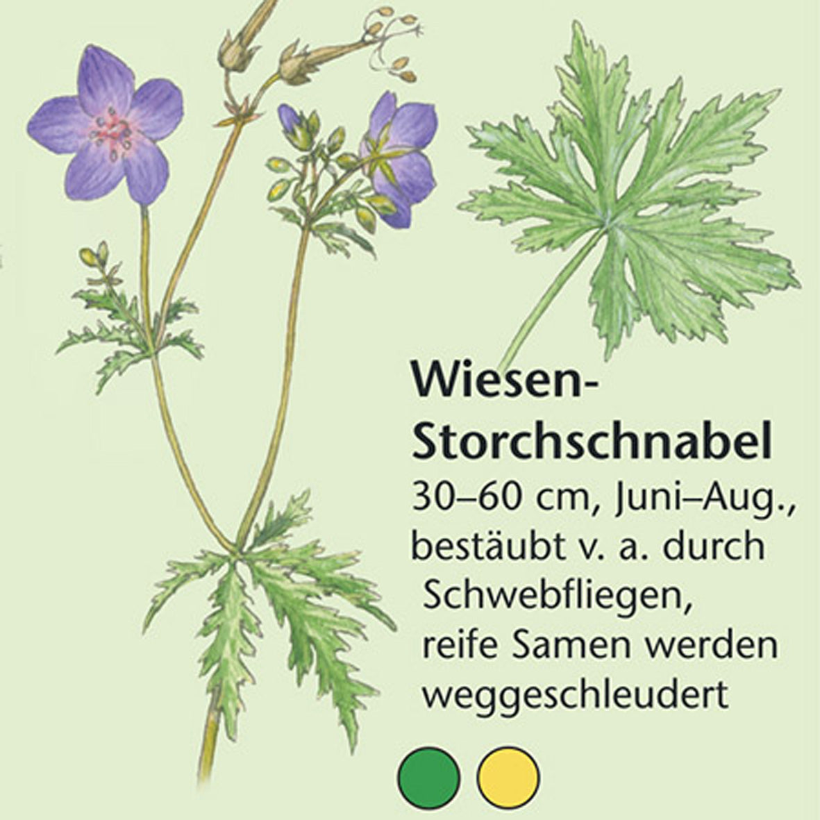 Bestimmungshilfe "Wiesenblumen"