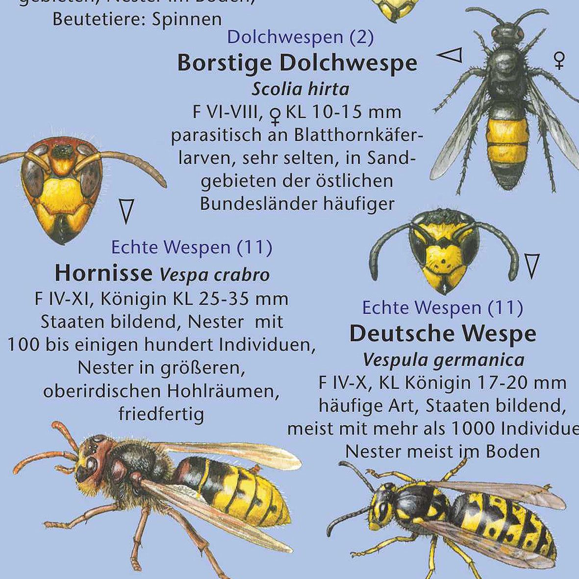 Bestimmungshilfe "Wildbienen und Wespen"