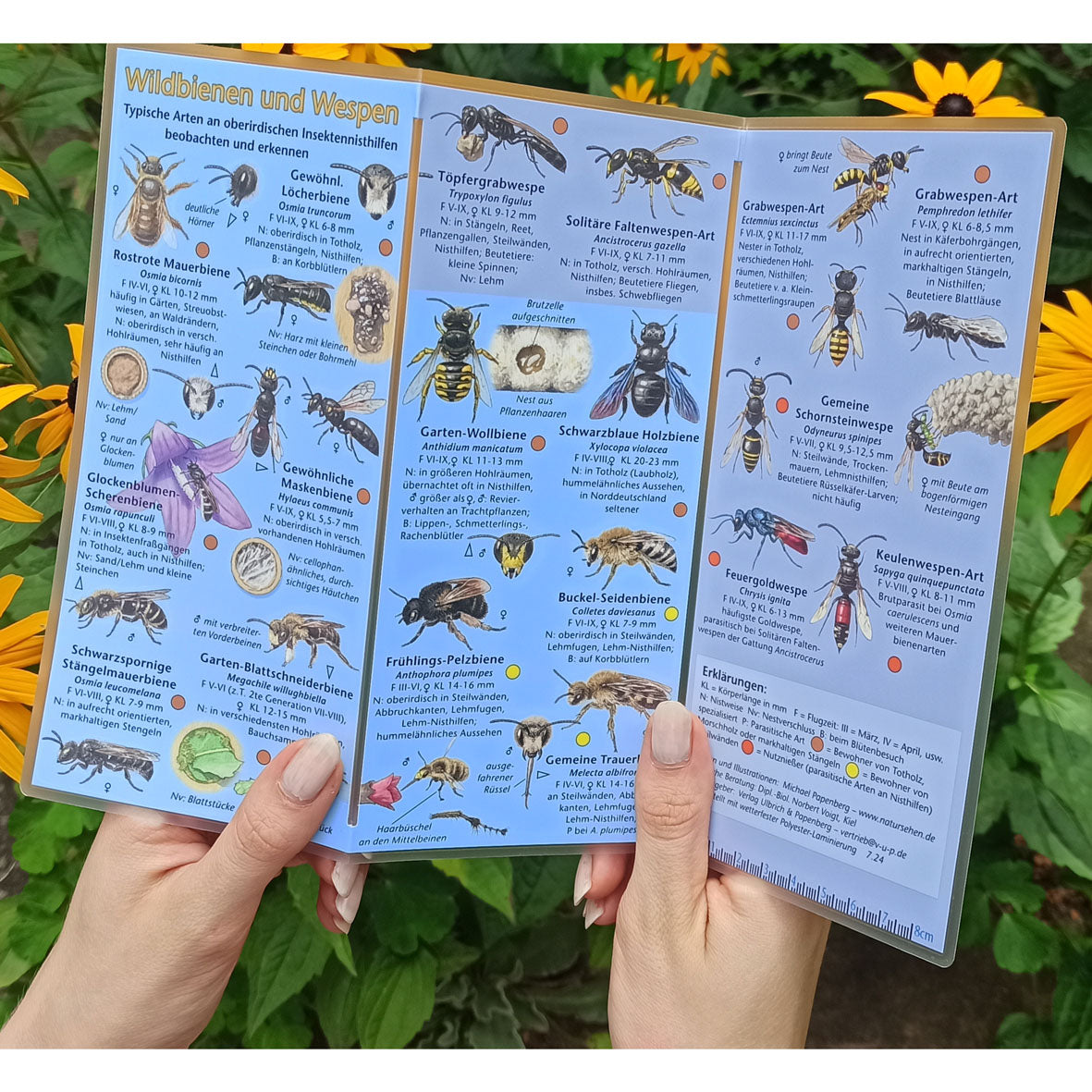 Bestimmungshilfe "Wildbienen und Wespen"