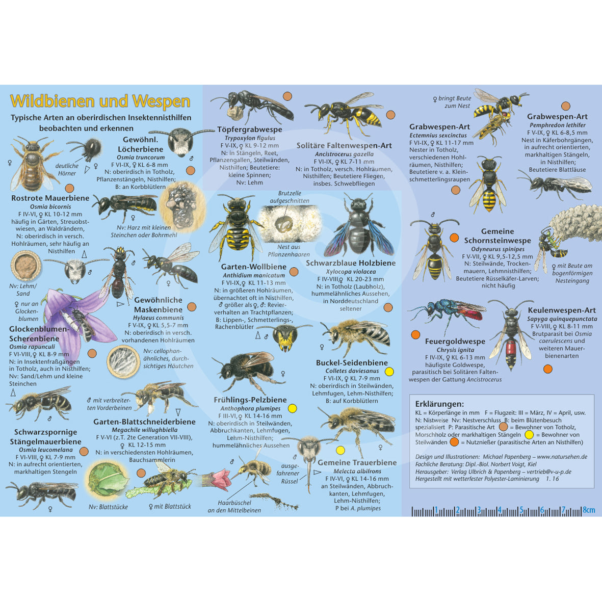 Bestimmungshilfe "Wildbienen und Wespen"