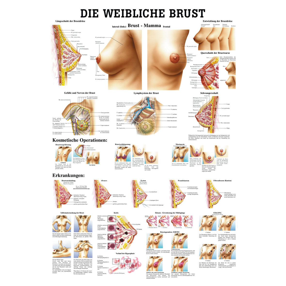 Anatomisches Poster "Die weibliche Brust"