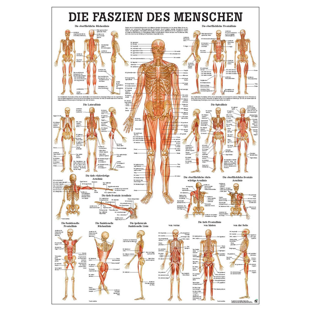 Anatomisches Poster "Die Faszien des Menschen"