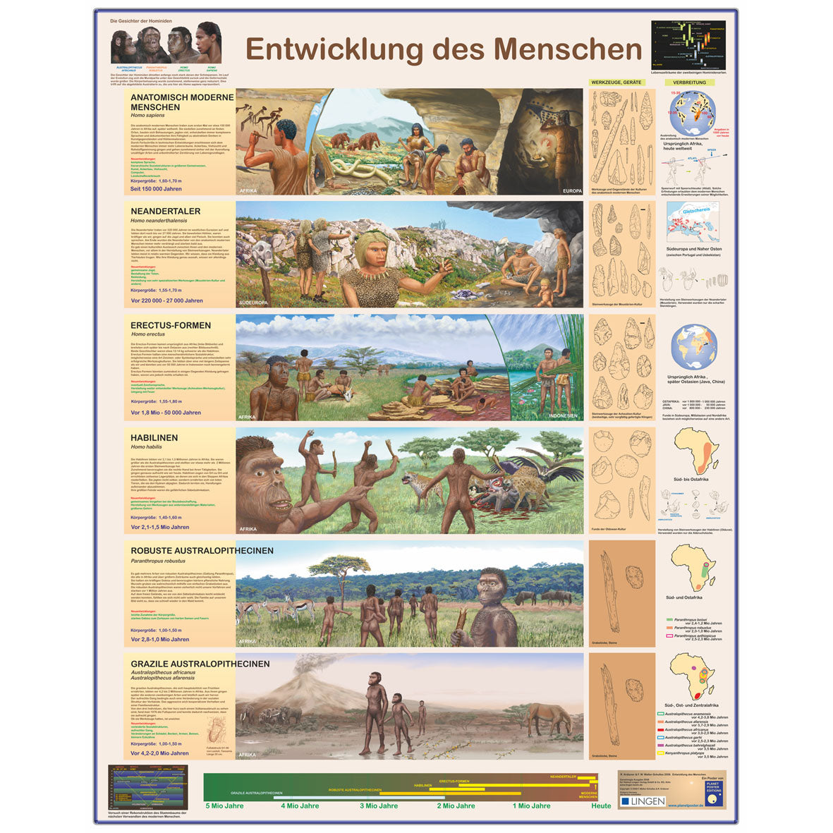 Großposter "Entwicklung des Menschen"