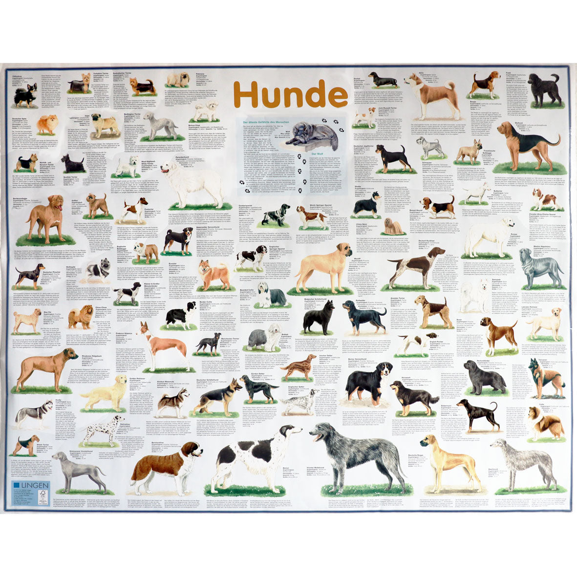 Großposter "Hunde"