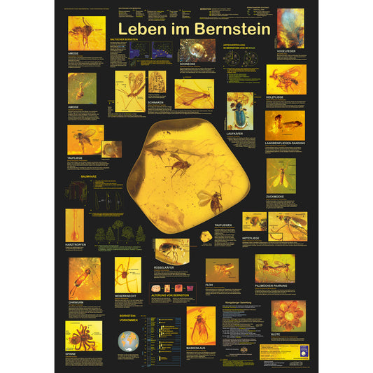 Poster "Leben im Bernstein"