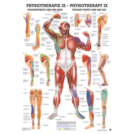 Anatomisches Miniposter "Triggerpunkte - Arm und Bein"