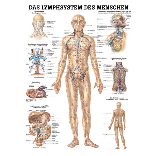 Anatomisches Miniposter "Das Lymphsystem des Menschen"