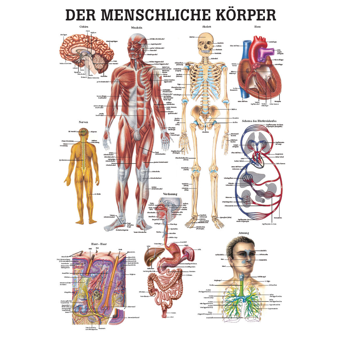 Anatomisches Poster "Der menschliche Körper"