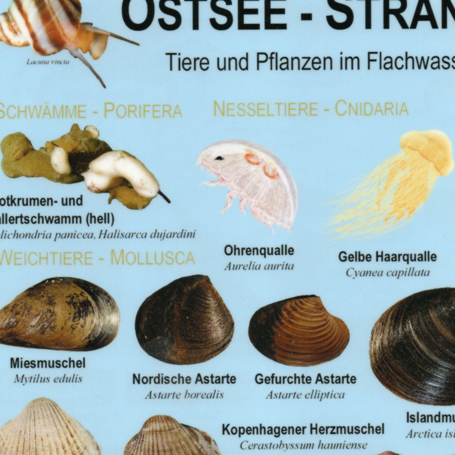 Chart "Ostsee-Strand"