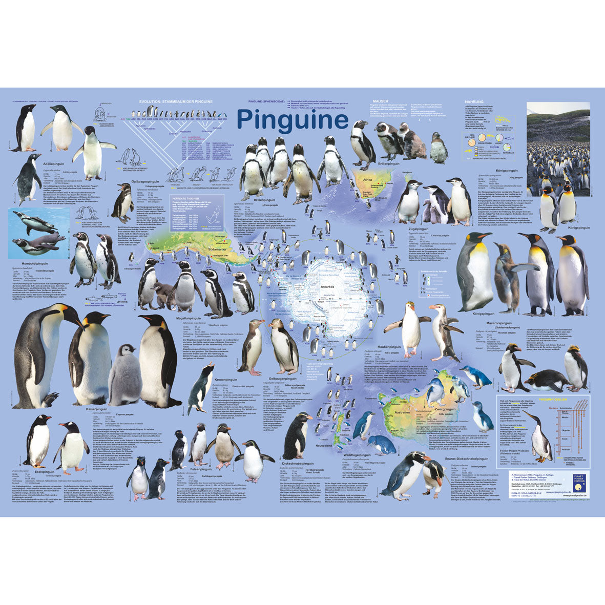 Poster "Pinguine"