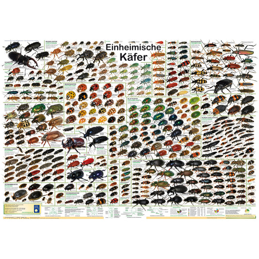 Poster "Einheimische Käfer"