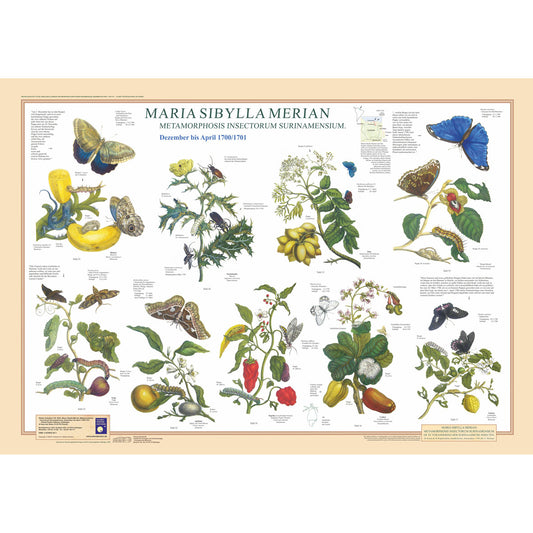 Poster "Maria Sibylla Merian I"