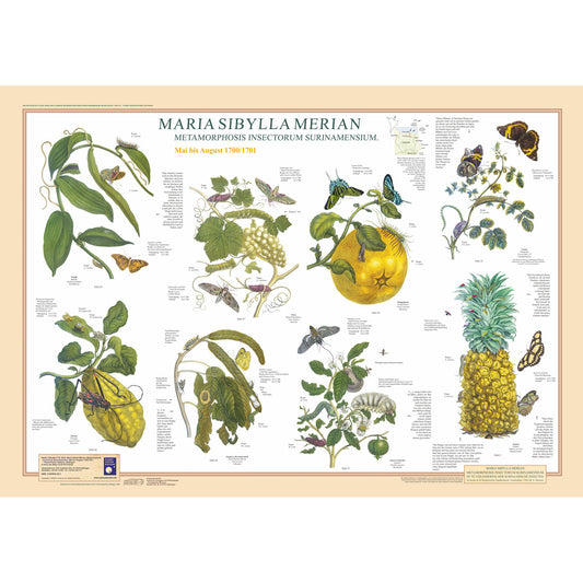 Poster "Maria Sibylla Merian III"