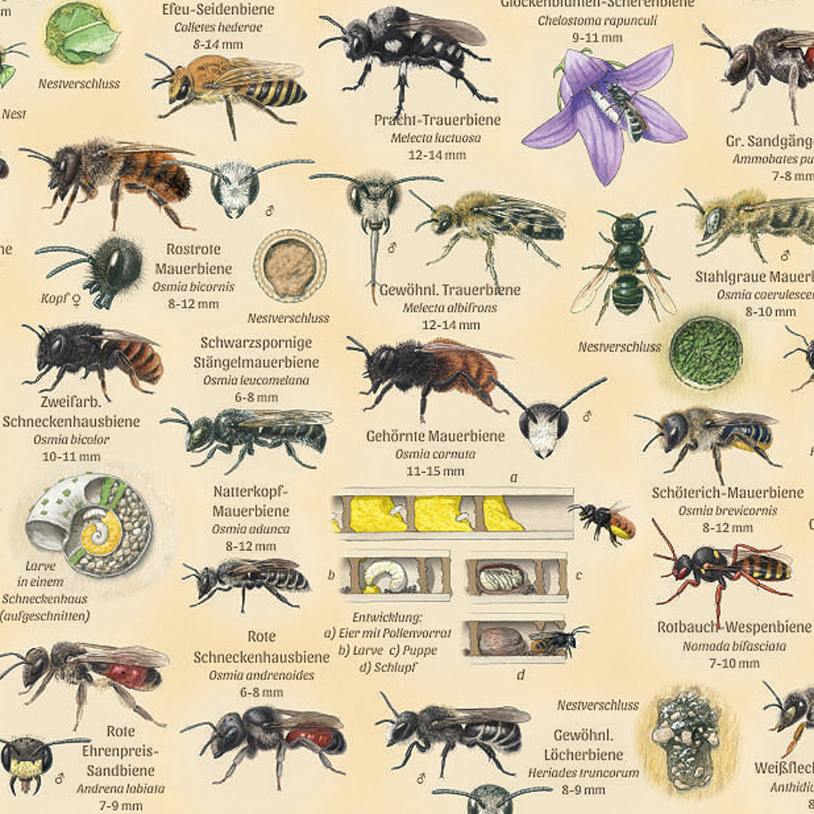 Poster "Wildbienen & Co"