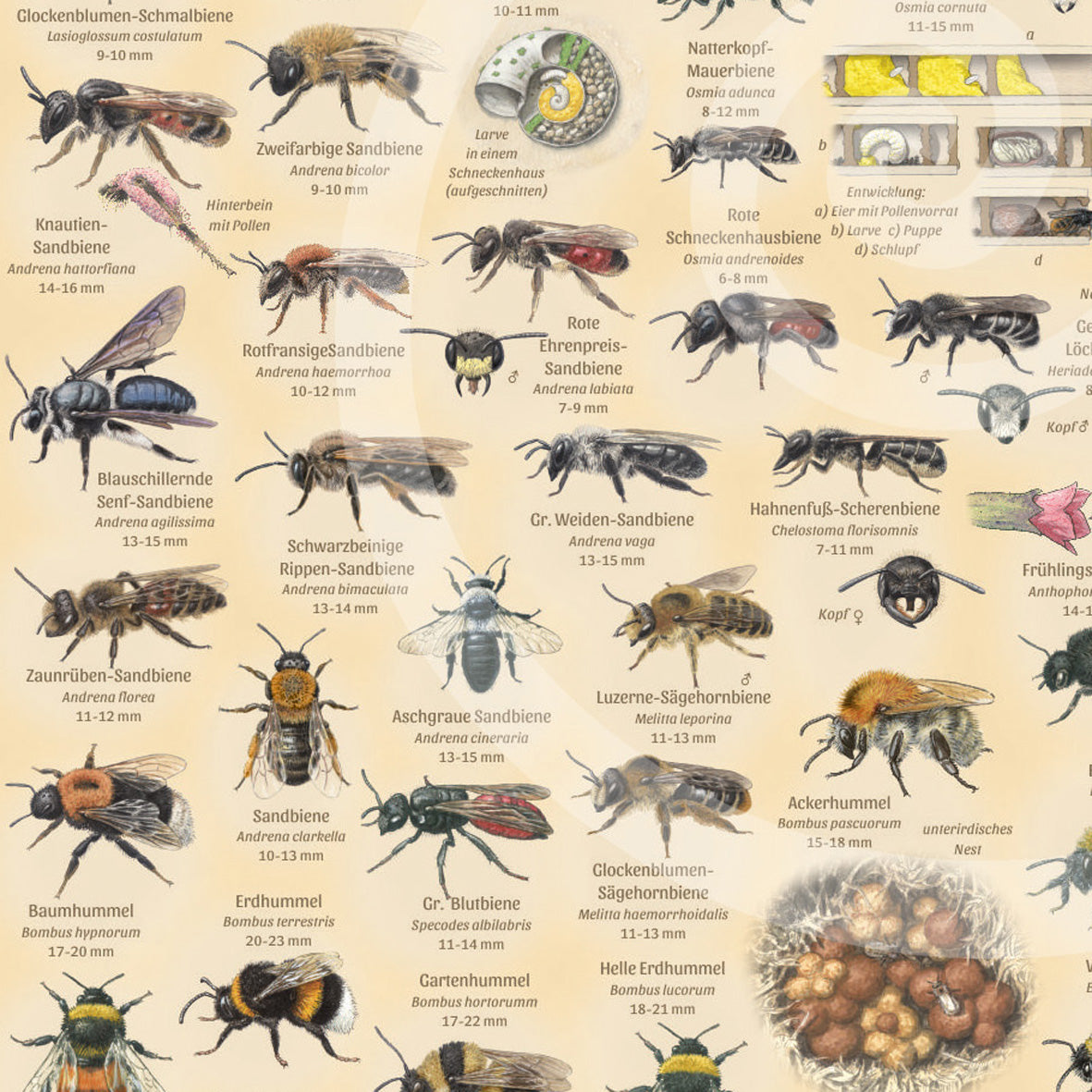 Poster "Wildbienen & Co"