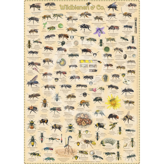 Poster "Wildbienen & Co"