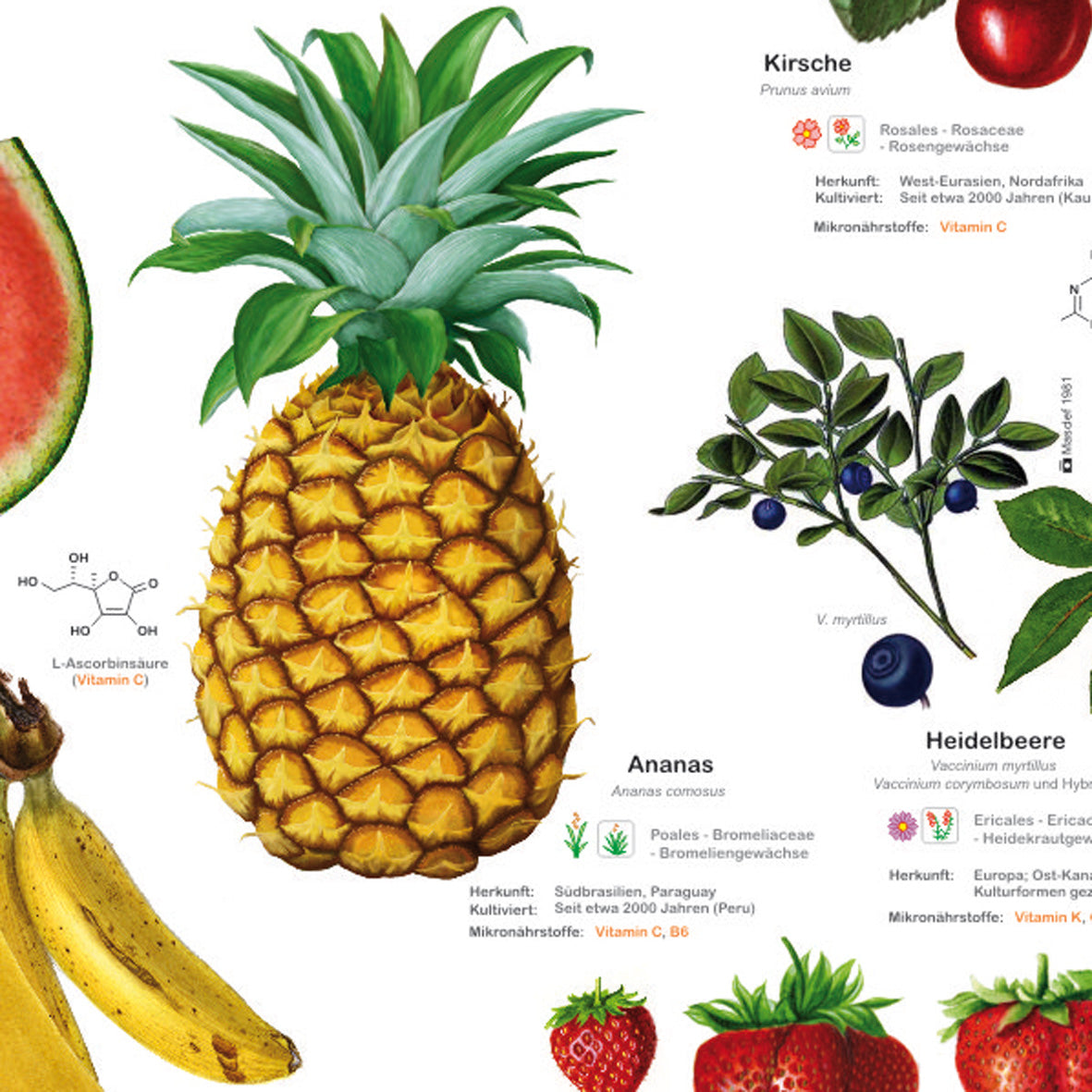 Posterset "Pilze" und "Früchte"