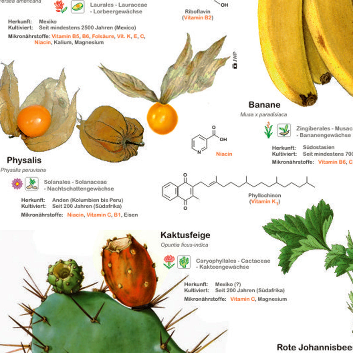 Posterset "Pilze" und "Früchte"