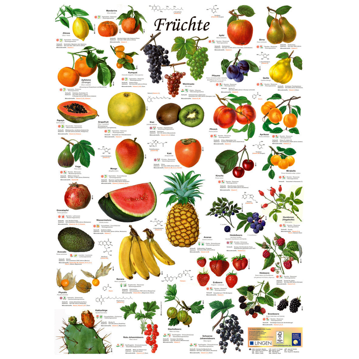 Posterset "Pilze" und "Früchte"