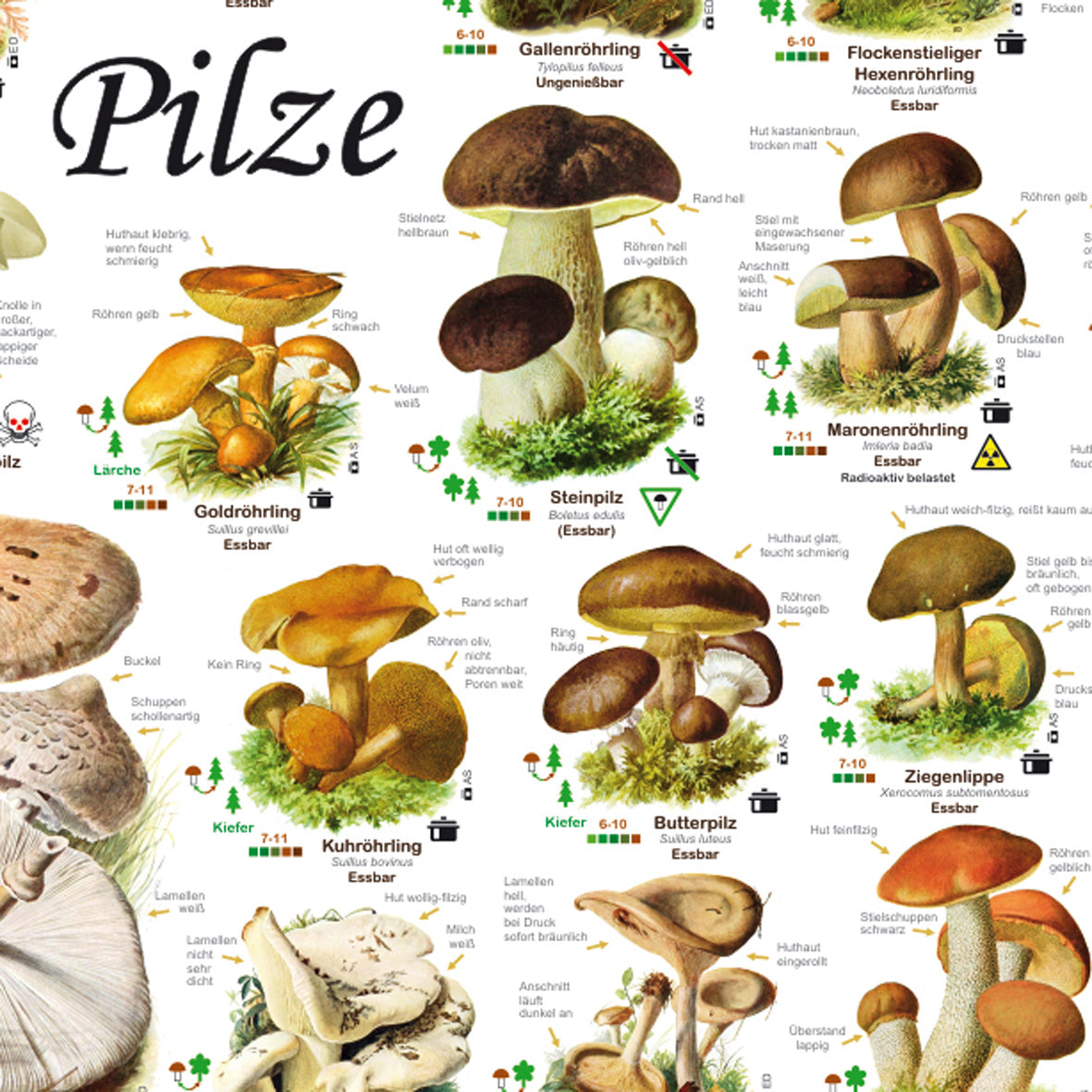 Posterset "Pilze" und "Früchte"