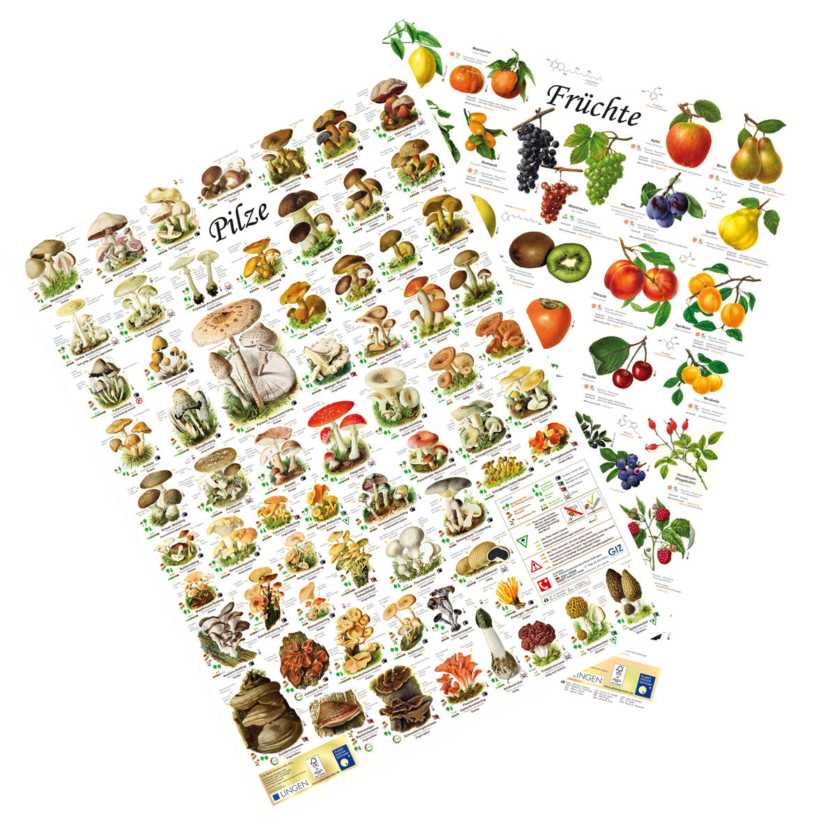 Posterset "Pilze" und "Früchte"