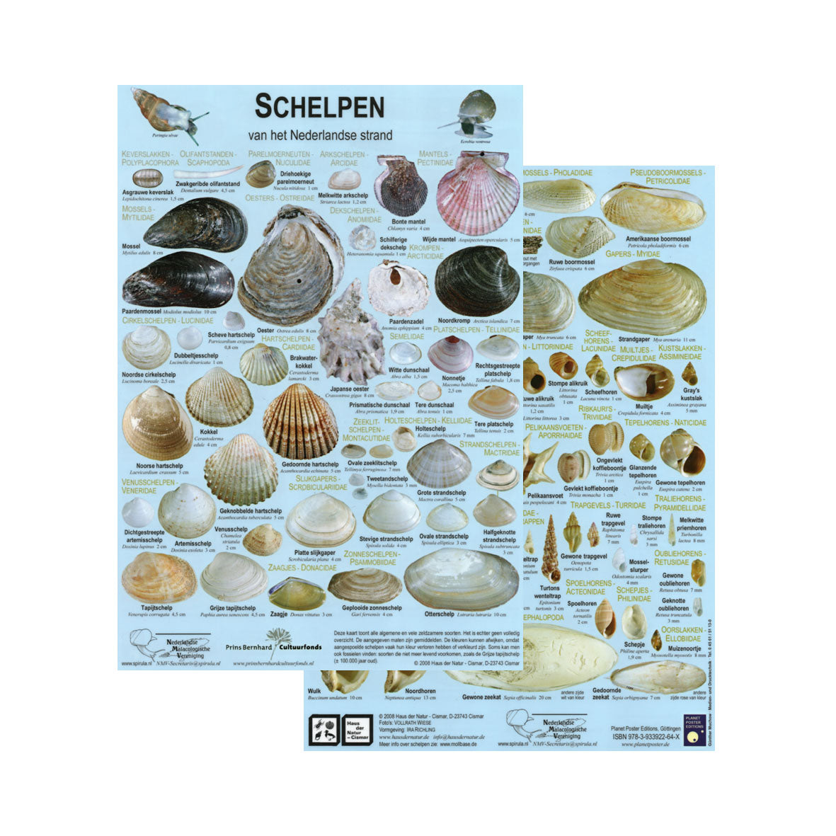 Chart "Schelpen"