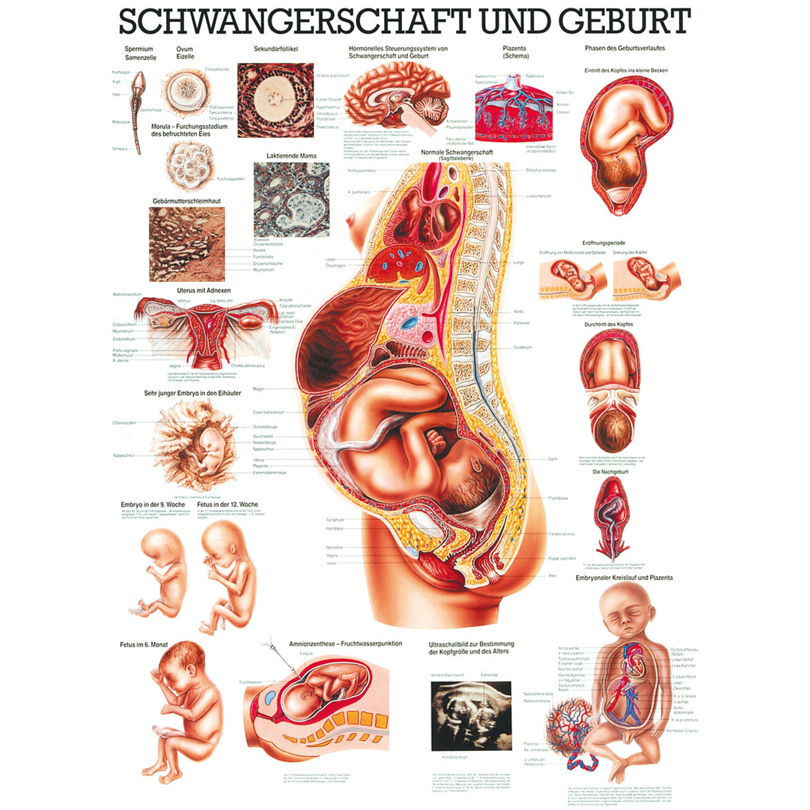 Anatomisches Poster "Schwangerschaft und Geburt"