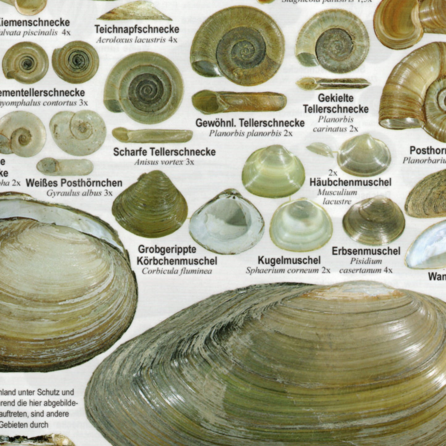 Chart "Weichtiere Mitteleuropa - Landschnecken und Süßwassermollusken"