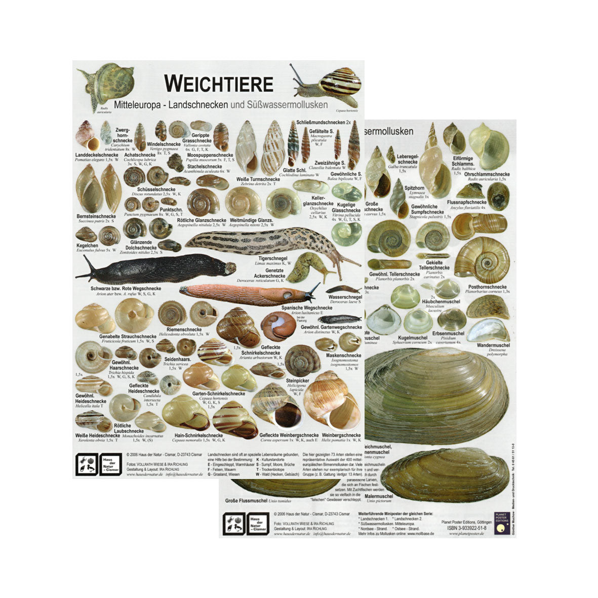 Chart "Weichtiere Mitteleuropa - Landschnecken und Süßwassermollusken"