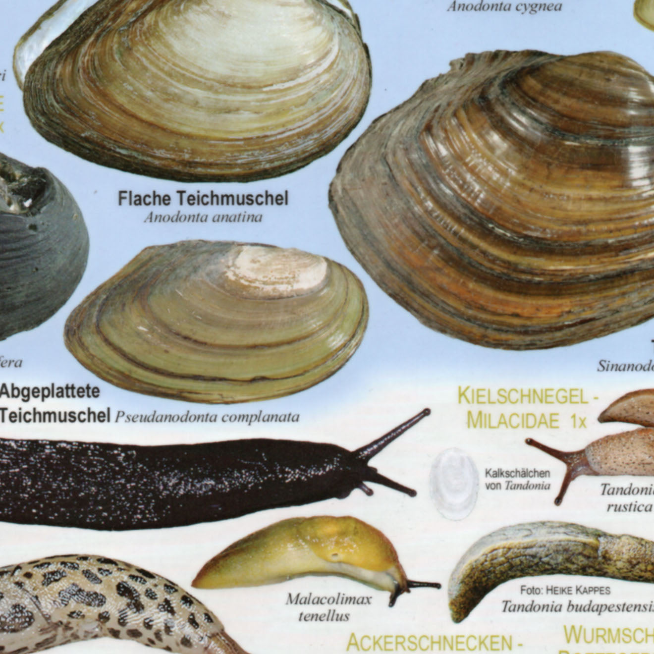 Chart "Weichtiere Österreichs - Süßwassermollusken und Nacktschnecken"