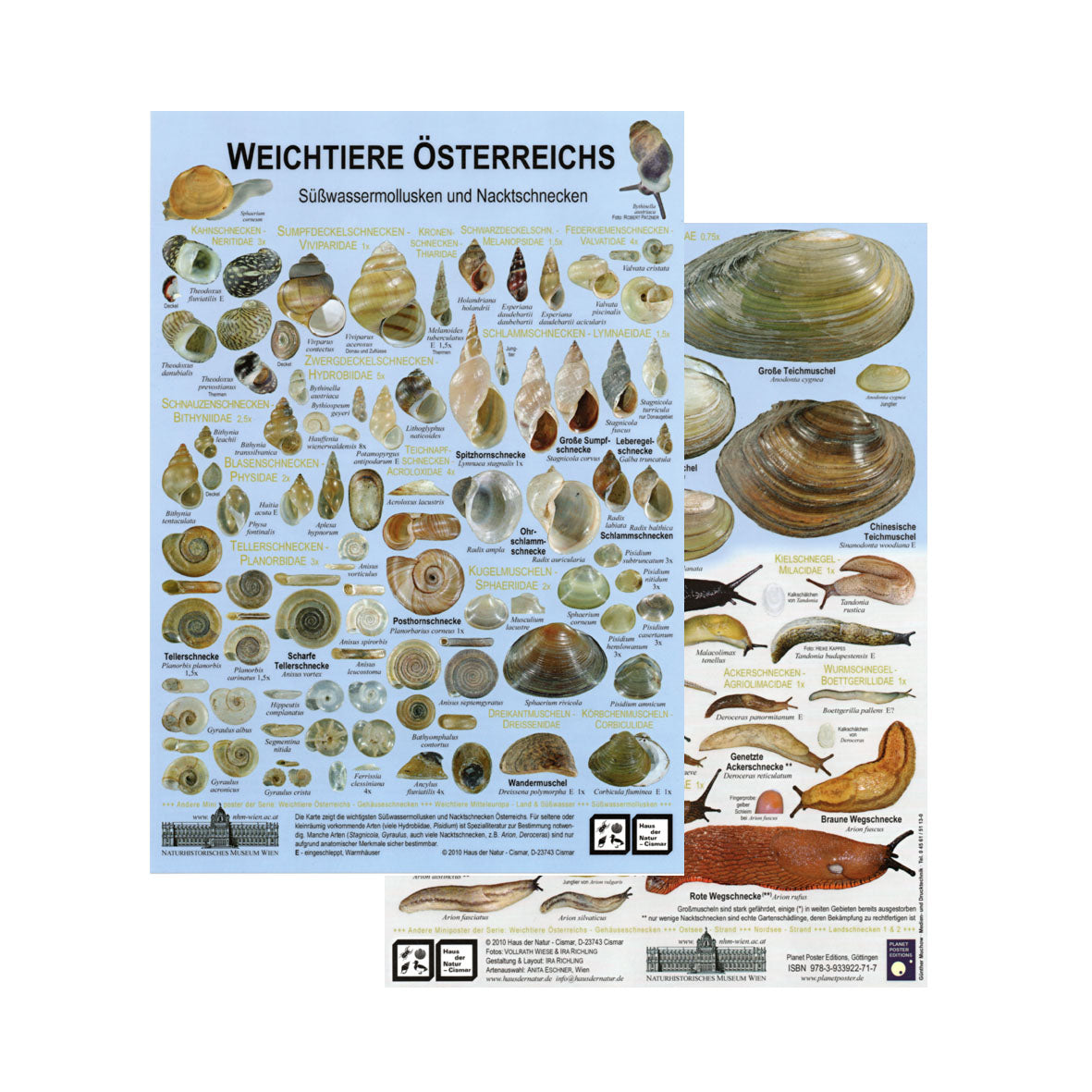 Chart "Weichtiere Österreichs - Süßwassermollusken und Nacktschnecken"