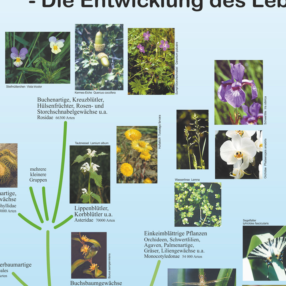 Poster "Evolution der Pflanzen und Tiere"